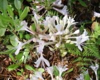 rhododendron atlanticum spring is. 10.jpg